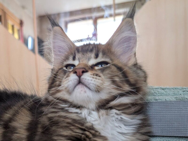 Main coon din felisa oficiala