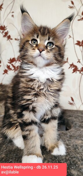 Main coon din felisa oficiala