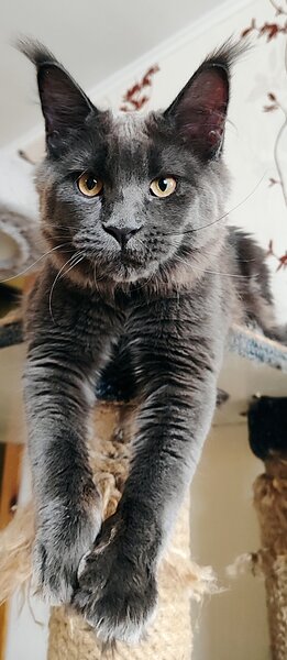 Main coon din felisa oficiala