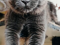 Main coon din felisa oficiala