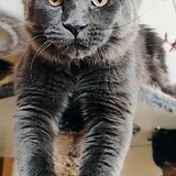 Main coon din felisa oficiala